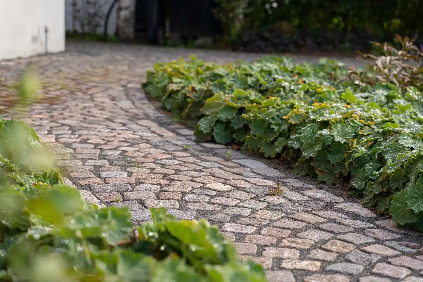 Kloppesti med grønt løv.
