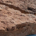 Rød Ølandsbrud 4 - 8 cm