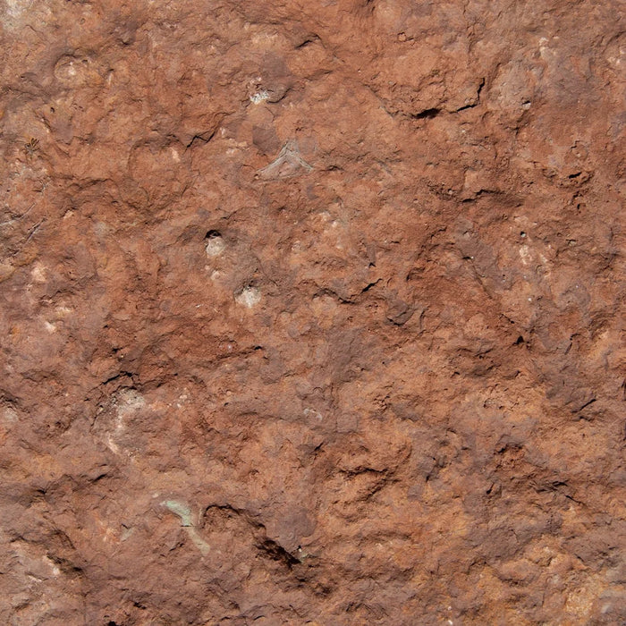 Rød Ølandsbrud 4 - 8 cm