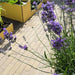 Teglklinker Vintage De Panne (200/60/50 mm)